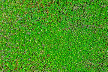 Fototapeta premium Moss growing on a concrete wall