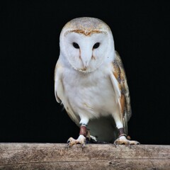 A view of a Barn Owl