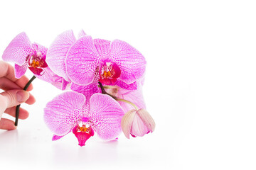 Branch of beautiful orchid flowers phalaenopsis in hand on white background