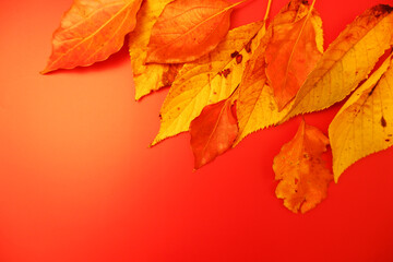 Naklejka na ściany i meble Autumn leaves on colorful background for design, 秋の紅葉