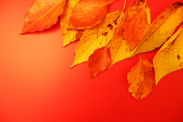 Fototapeta premium Autumn leaves on colorful background for design, 秋の紅葉