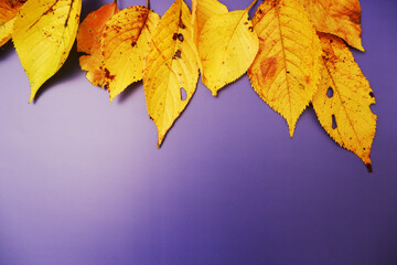 Autumn leaves on colorful background for design, 秋の紅葉