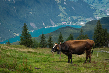 Fototapeta na wymiar Vache à la montagne