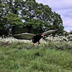 A view of a Bateleur Eagle in flight