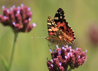 Vanessa cardui is a well-known colourful butterfly, known as the painted lady