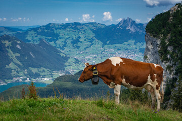 Fototapeta na wymiar Vache à la montagne