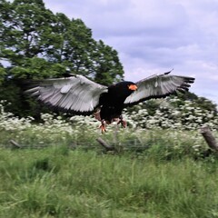 A view of a Bateleur Eagle in flight