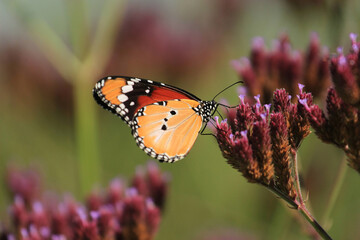 Obraz premium Danaus chrysippus, also known as the plain tiger, African queen, or African Monarch, is a medium-sized butterfly widespread in Asia, Australia and Africa.