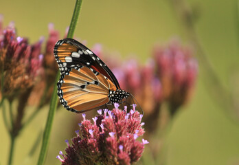 Obraz premium Danaus chrysippus, also known as the plain tiger, African queen, or African Monarch, is a medium-sized butterfly widespread in Asia, Australia and Africa.
