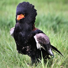 A view of a Bateleur Eagle