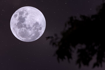 Fototapeta na wymiar Full moon on the sky with silhouette tree.