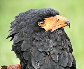 A view of a Bateleur Eagle