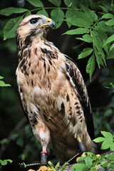 A view of a Buzzard