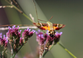 Macroglossum trochilus, the African hummingbird hawk-moth, sucking nectar from purple flowers