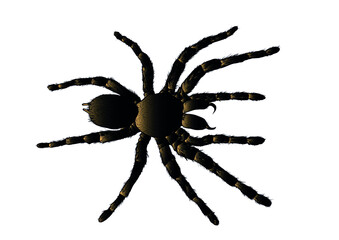 arachnid spider tarantula vector