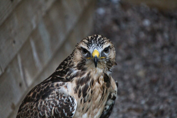 A view of a Buzzard