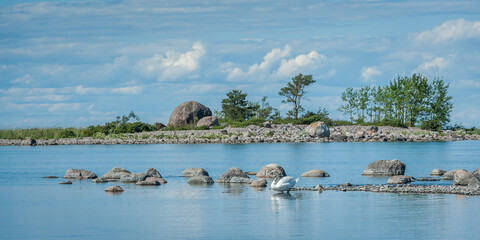 Naklejka premium Wild rocky coastline of the Baltic sea in summer with white swan. The Gulf of Finland, Estonia.