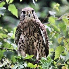 A Kestrel in a tree
