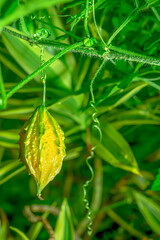 Bitter gourd is a biennial plant that is grown and easy to use, low-cost care.