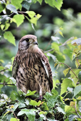 A Kestrel in a tree