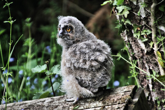 A baby Long Eared Owl