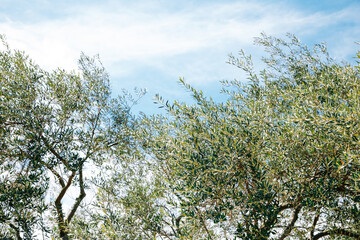 Fototapeta premium Shodoshima island Olive park in kagawa, Japan