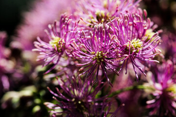 Highly detailed macro closeup inflorescence of Thalictrum aquilegiifolium also known as Siberian columbine meadow-rue.