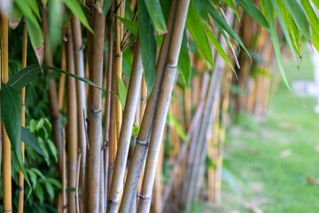 Fototapeta na wymiar Concept nature view of bamboo on blurred greenery background in garden and sunlight with copy space using as background natural green plants landscape, ecology, fresh wallpaper concept.