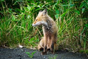 キタキツネ