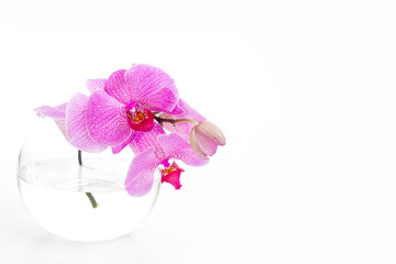 Orchid phalaenopsis in glass vase isolated on white background