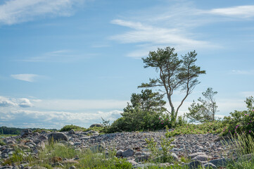 Fototapeta na wymiar Wild rocky coastline of the Baltic sea with lonely pine in summer. The Gulf of Finland, Estonia.