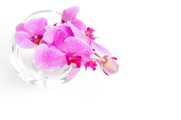 Orchid phalaenopsis in glass vase isolated on white background