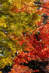 色んな色が入り混じる林