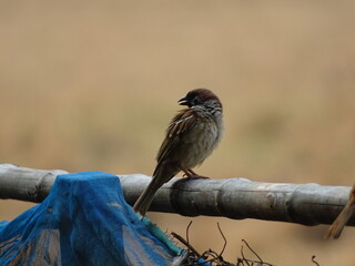 bird on a fence