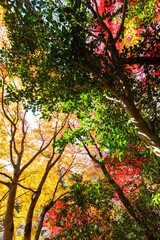 Naklejka premium 太陽光で輝く秋の林