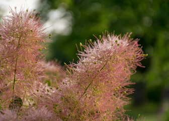 Obraz premium beautiful pink European Smoketree (Cotinus coggygria) flower fragment, flower texture