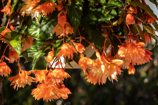 Close up of Begonia Illumination Orange flowers