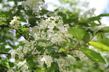  Blooming apple tree, small white flowers on a blurred background. Beautiful delicate photo of flowers for summer mood. Stock photo for web and print with empty space for text and design.