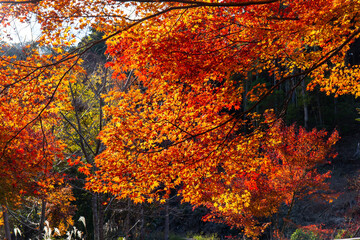 オレンジから赤色に色づいた葉