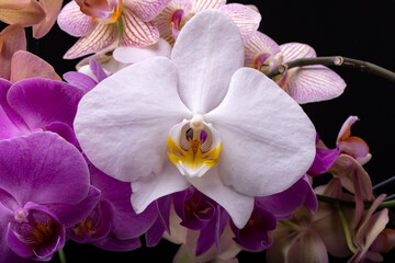 Beauty colorful orchid flowers isolated on black background