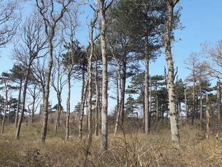 Fototapeta na wymiar Bald old trees in the forest