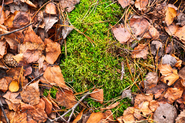 Green moss covered by fallen leaves in autumn forest