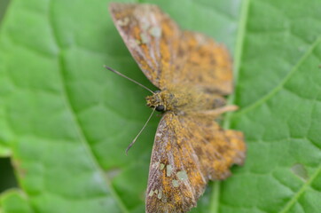 butterfly on leaf