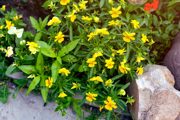 Fototapeta na wymiar Pansy bush blooms in a flower bed