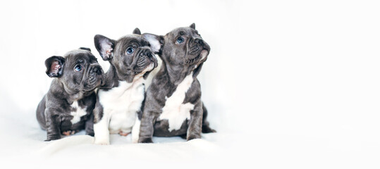 Porträt von drei entzückenden Bulldoggenwelpen, die in eine Richtung schauen