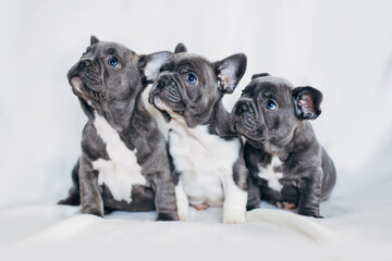 Portret van drie schattige bulldog-puppy& 39 s die in één richting kijken