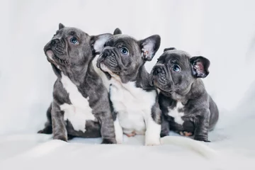 Fototapete Französische Bulldogge Porträt von drei entzückenden Bulldoggenwelpen, die in eine Richtung schauen