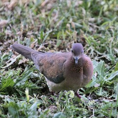 A close up of a Turtle Dove