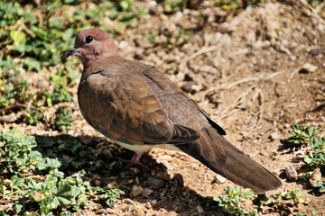 A close up of a Turtle Dove