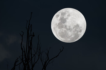 Fototapeta na wymiar Full moon on the sky with silhouette tree branch.